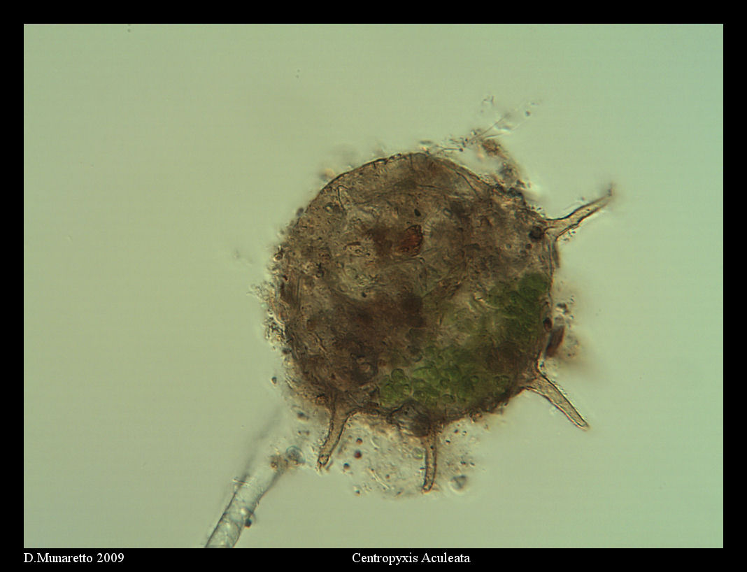 Centropyxis Aculeata